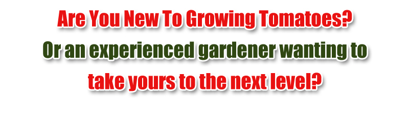 Advanced Tomato Growing Secrets: Your Questions Answered