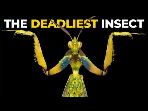 The Insane Biology of: The Praying Mantis