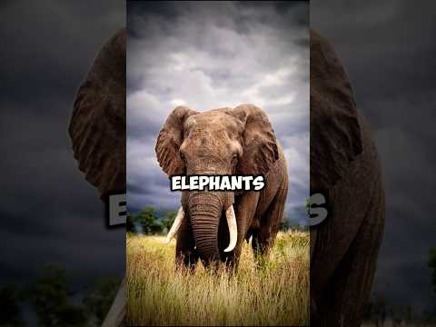 Story of the wild biggest animal | Elephant. #animals #pets #petlover #elephant #pet #biggest