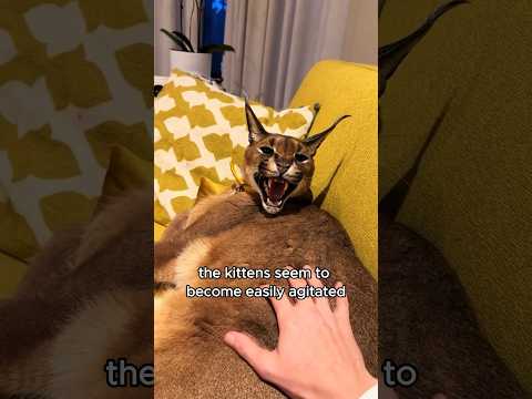 Kitten misses her mother #animals #pets #shorts