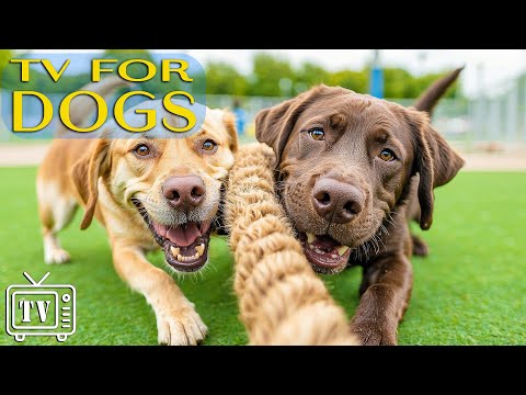 Dog TV: Anti-Anxiety Videos for Dogs & Fun Entertainment with Calming Music for Dogs – Dog Music