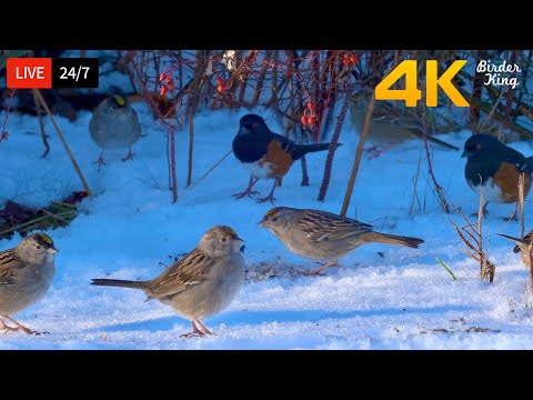 🔴 24/7 LIVE: Cat TV for Cats to Watch 😺 Cute Birds in the Snow 4K