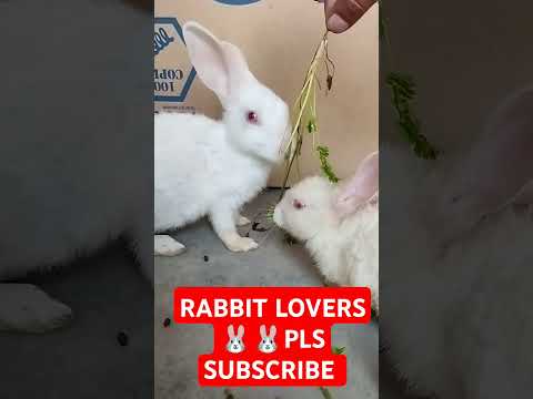 #rabbit #bunny #cute #animals #pets #rabbitfood #trending #shorts  #monkeyvideo